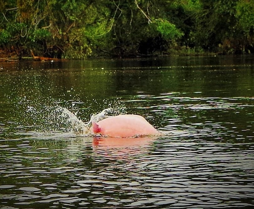 Swimming with the Pink Dolphins
