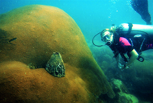 Cambodia Reef Dive