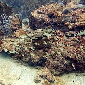 colombia reef 